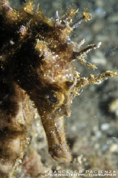 SeaHorse Hyppocampus guttulatus by Francesco Pacienza 